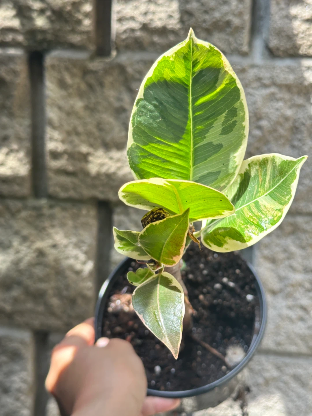 Ficus Elastica Tineke Plant