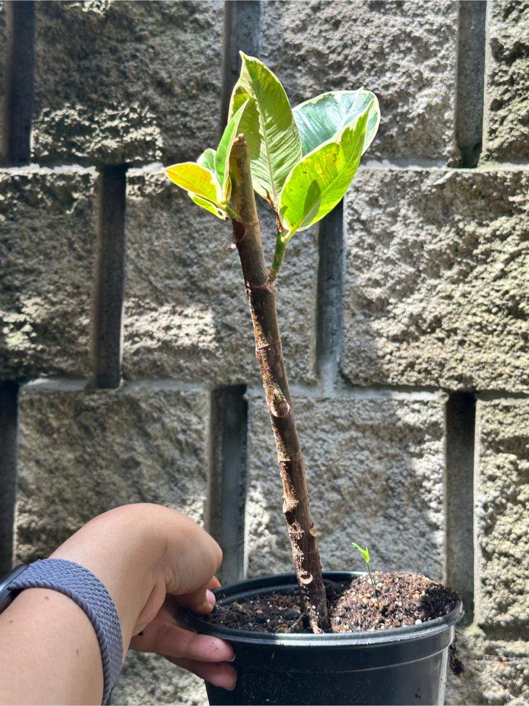 Ficus Elastica Tineke Plant - photo 2