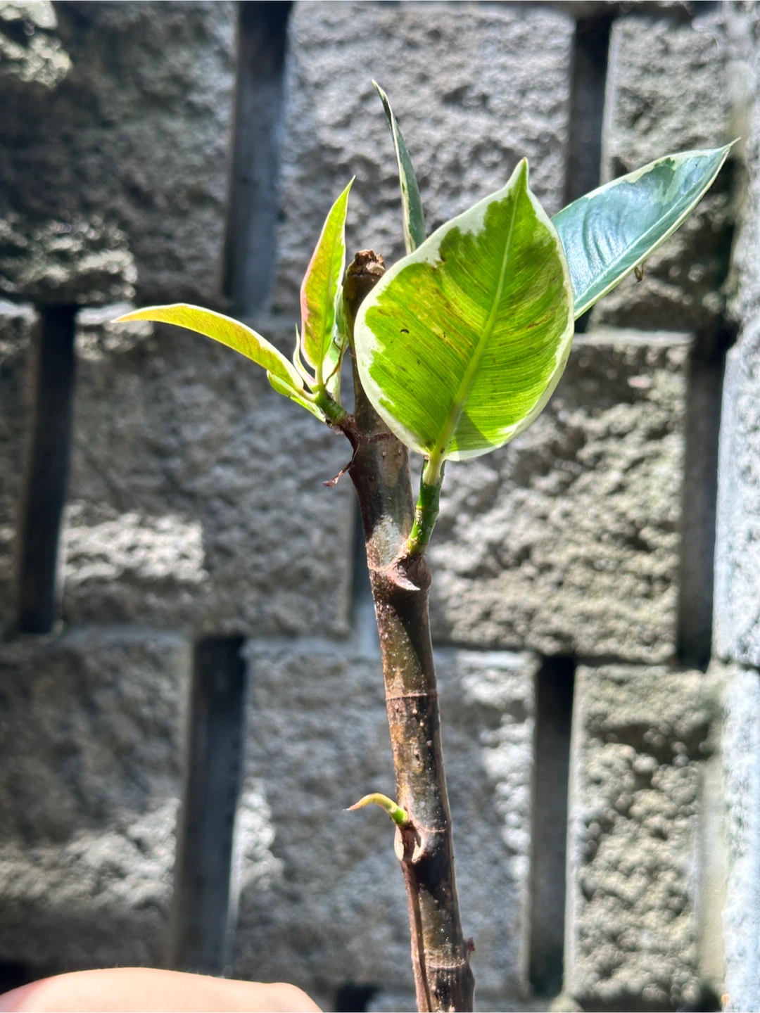 Ficus Elastica Tineke Plant - photo 3