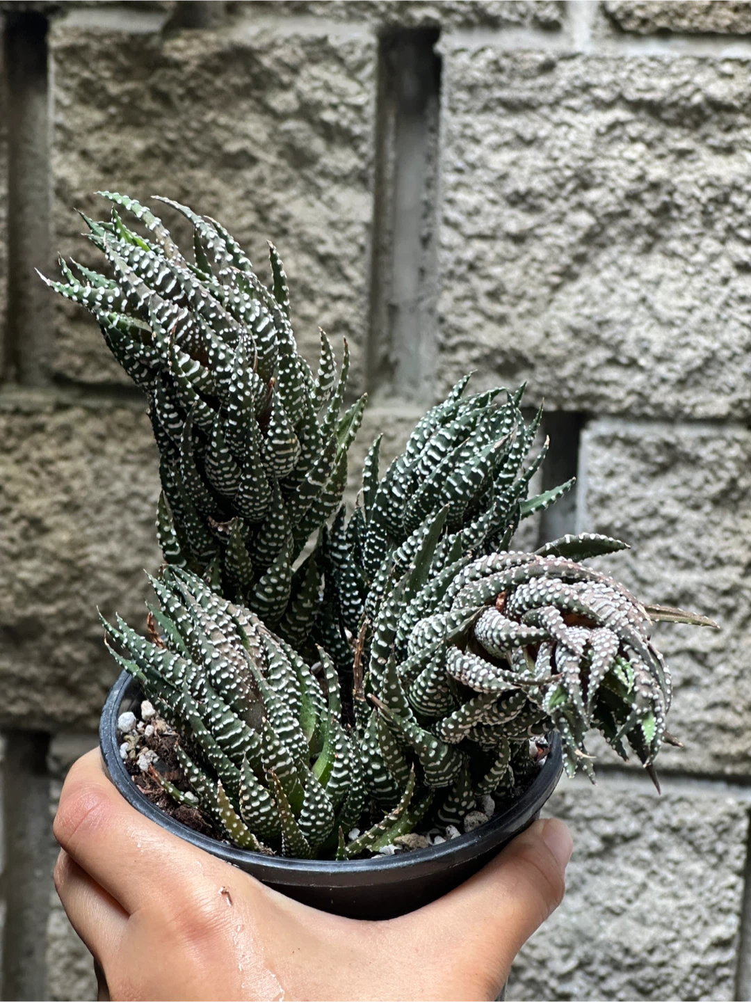 Zebra Haworthia Plant Large