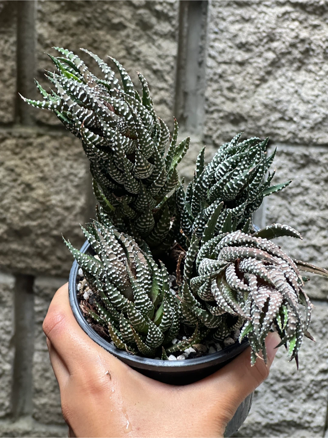 Zebra Haworthia Plant Large - photo 2