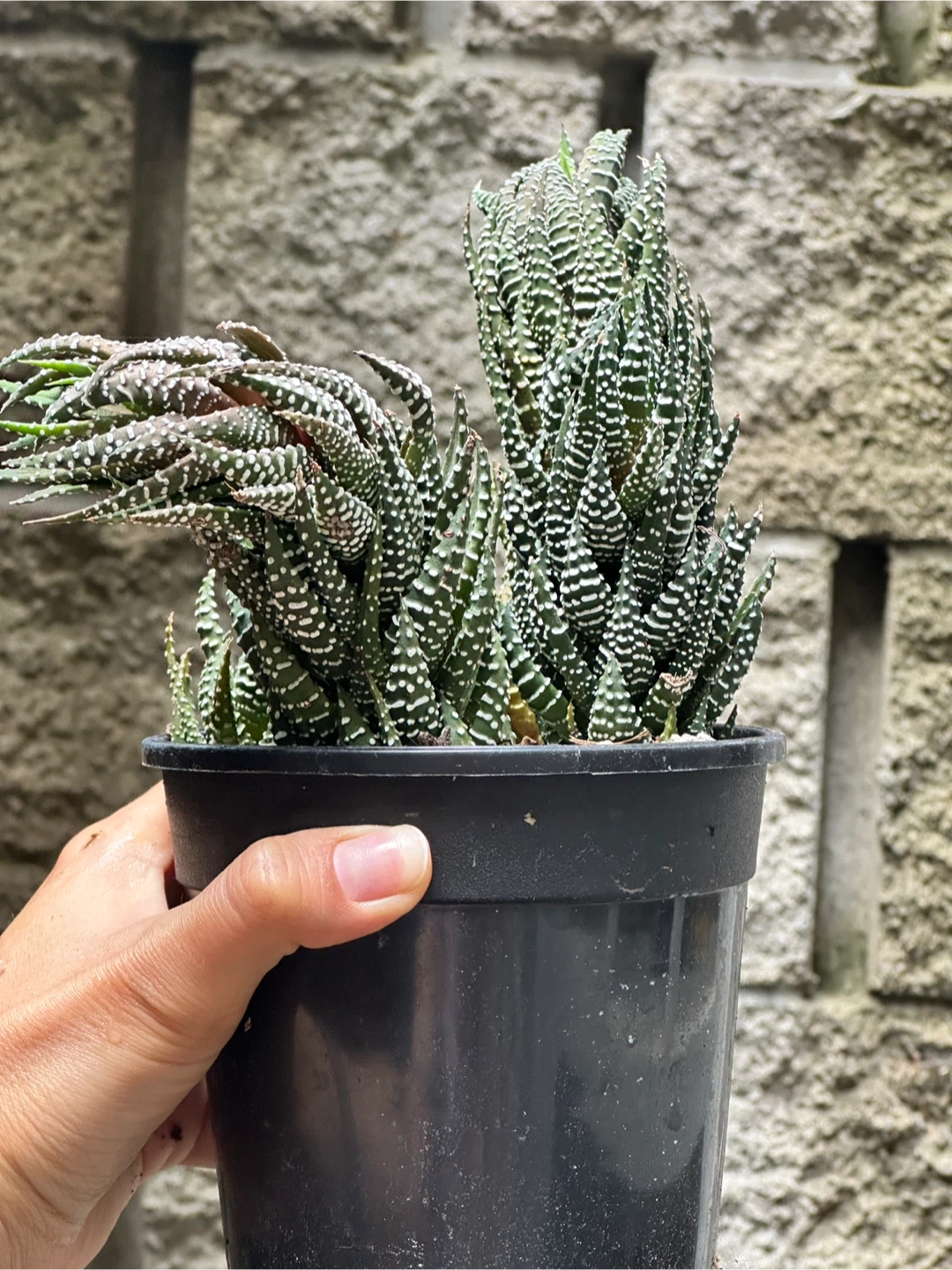 Zebra Haworthia Plant Large - photo 3