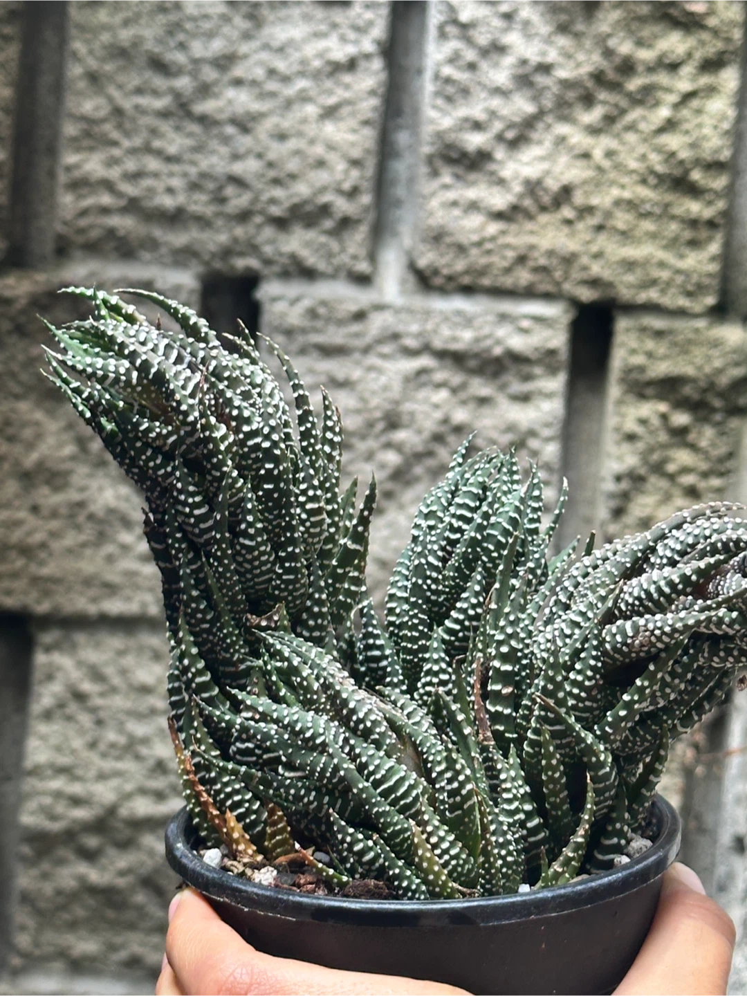 Zebra Haworthia Plant Large - photo 4