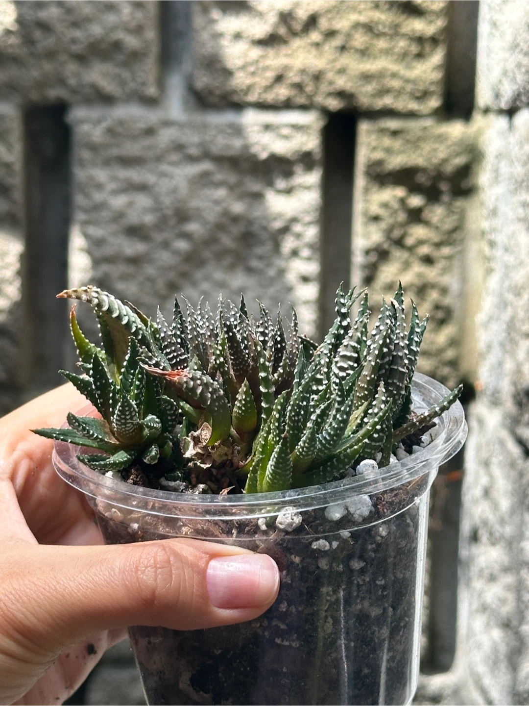 Zebra Haworthia Plant Medium - photo 3