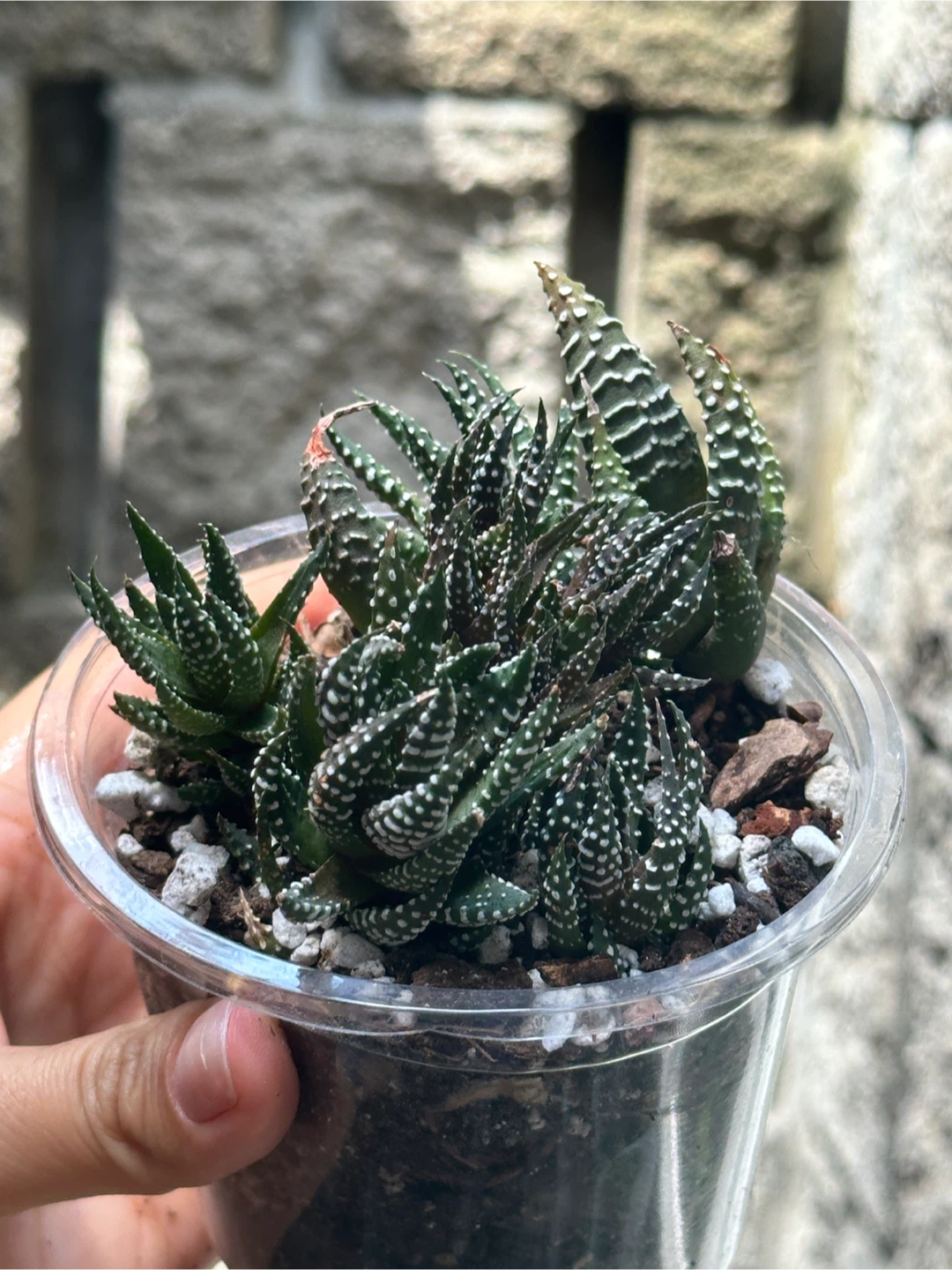 Zebra Haworthia Plant Medium