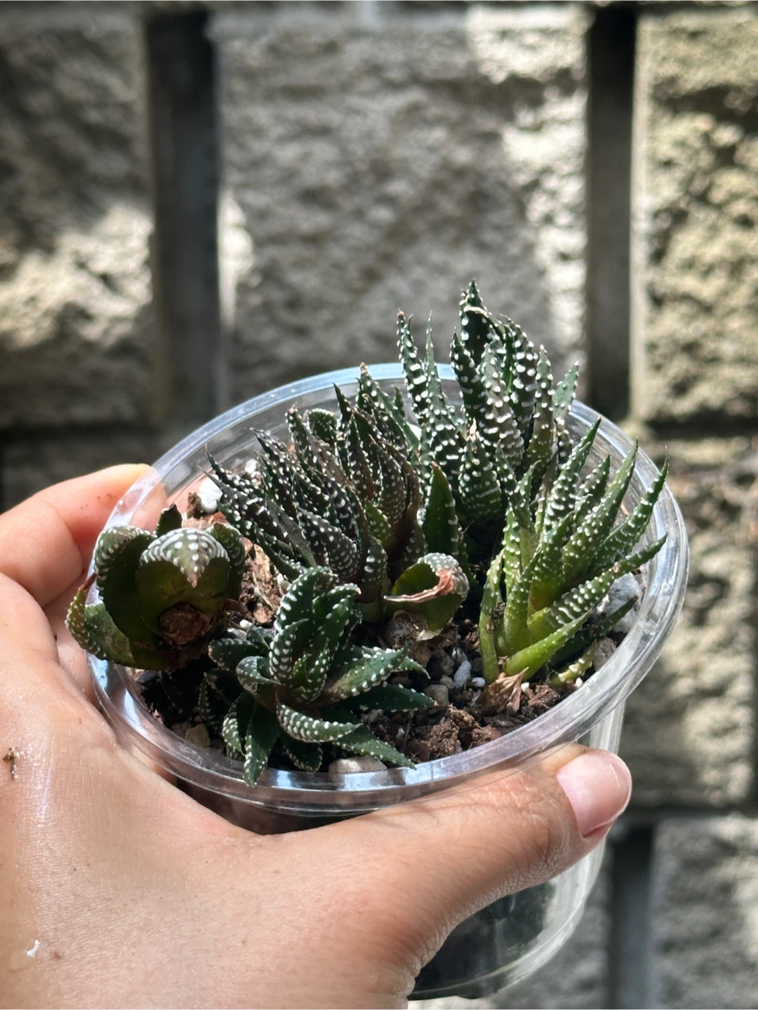 Zebra Haworthia Plant Medium - photo 2