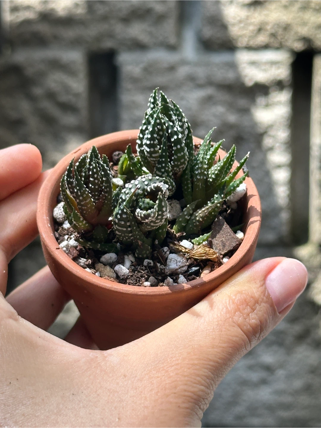 Zebra Haworthia Plant Small