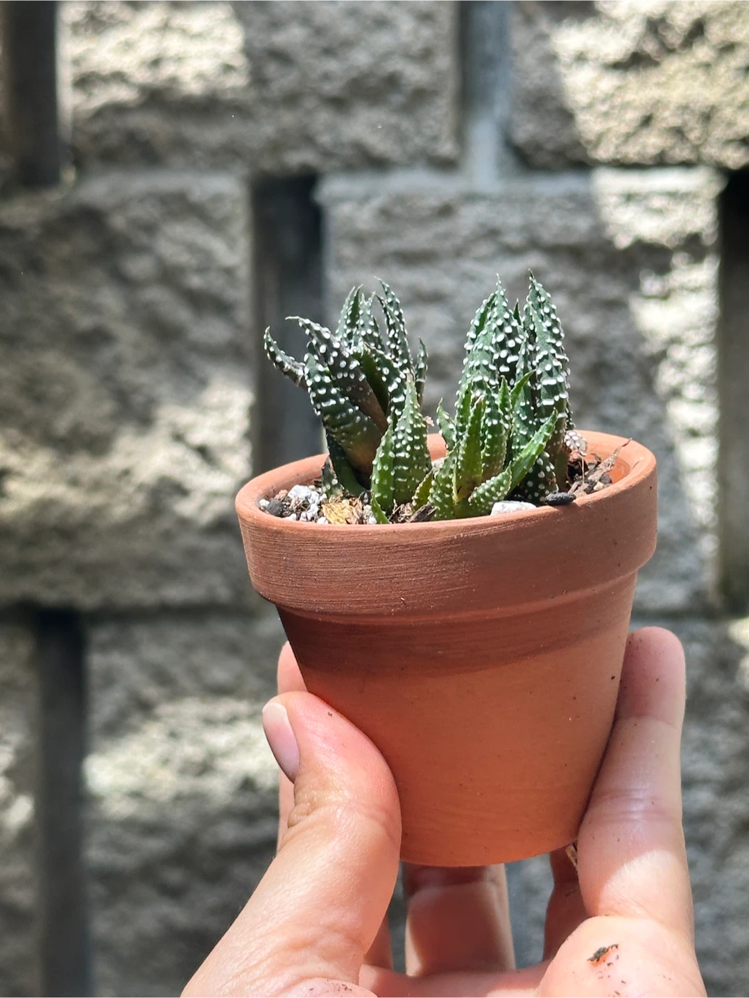 Zebra Haworthia Plant Small - photo 2