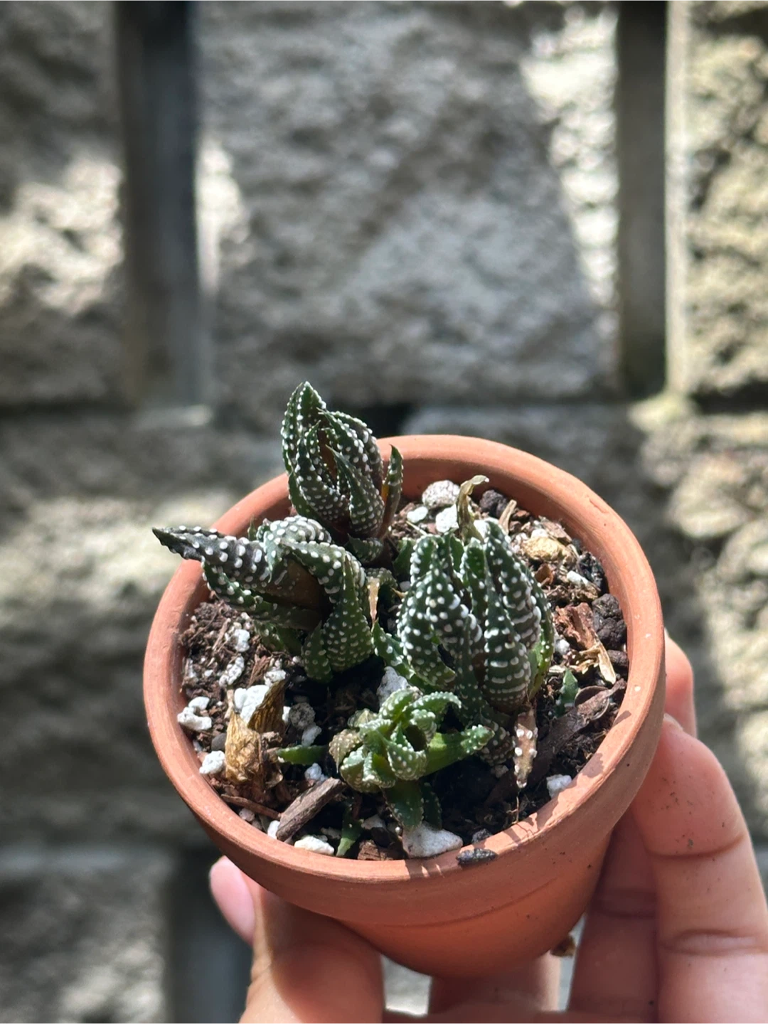 Zebra Haworthia Plant Small - photo 3