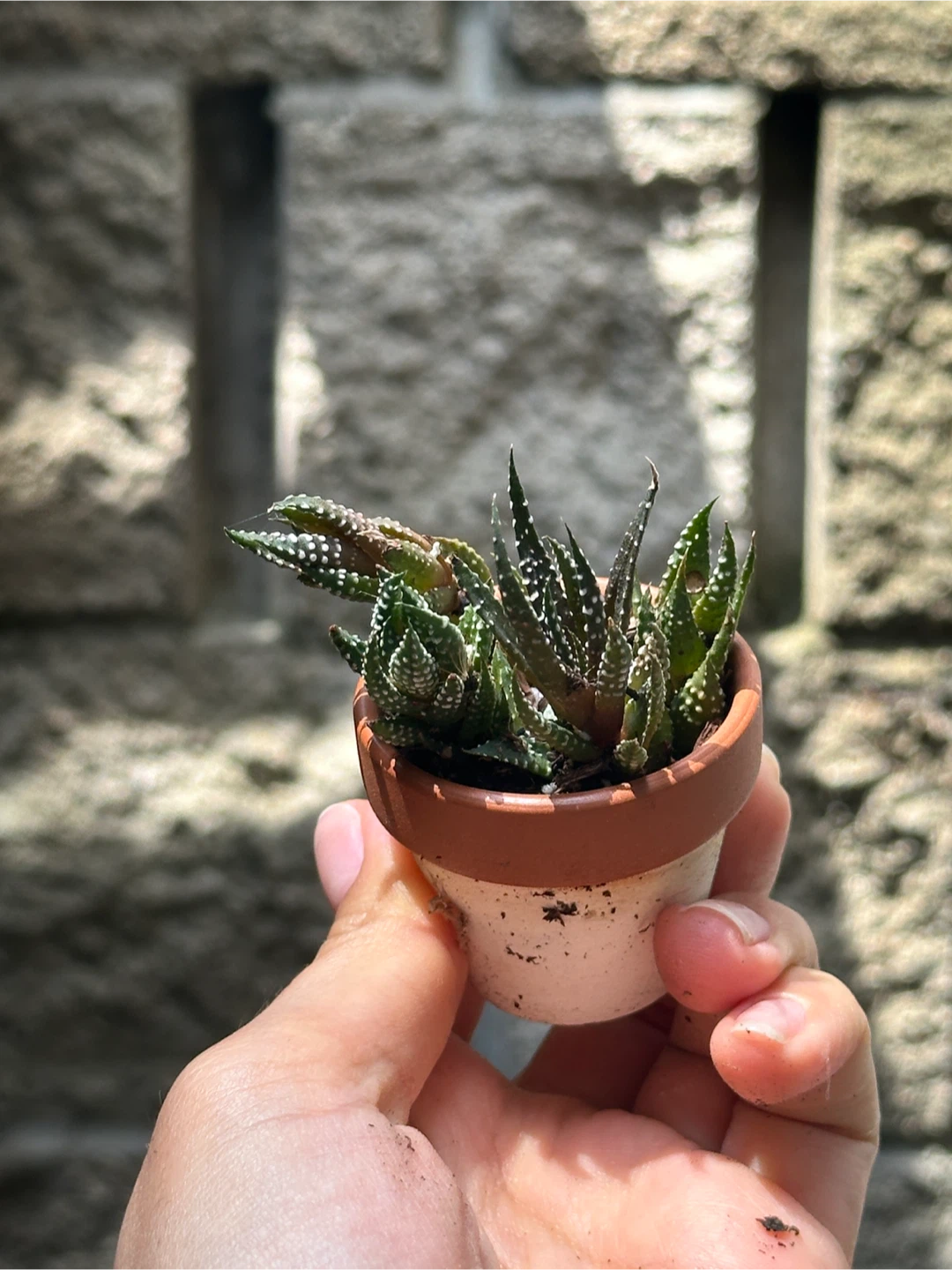 Zebra Haworthia Plant Mini