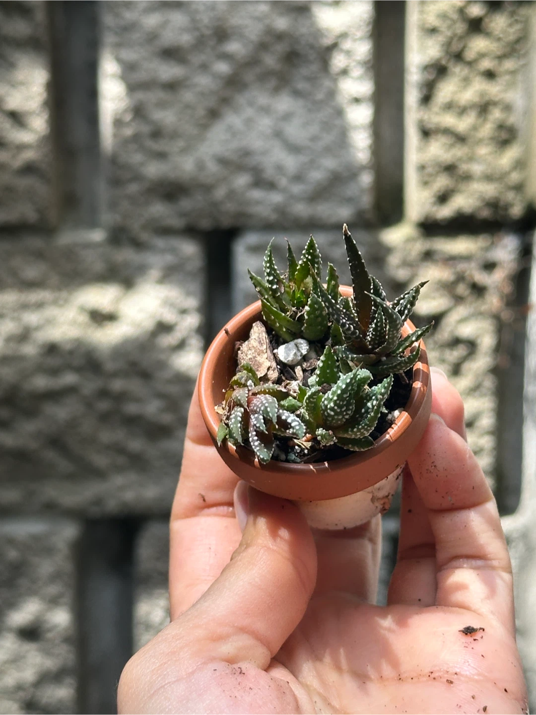 Zebra Haworthia Plant Mini - photo 2