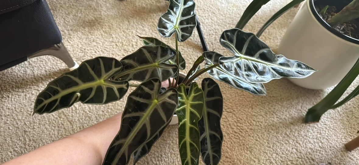 Alocasia Black Mask