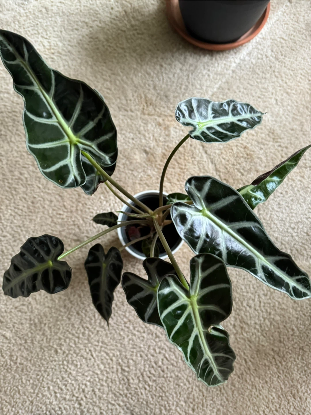 Alocasia Black Mask - photo 2