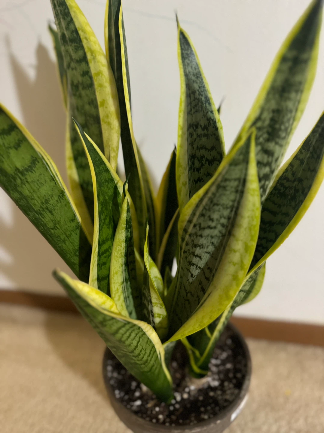 Sansevieria Trifasciata (Snake Plant)