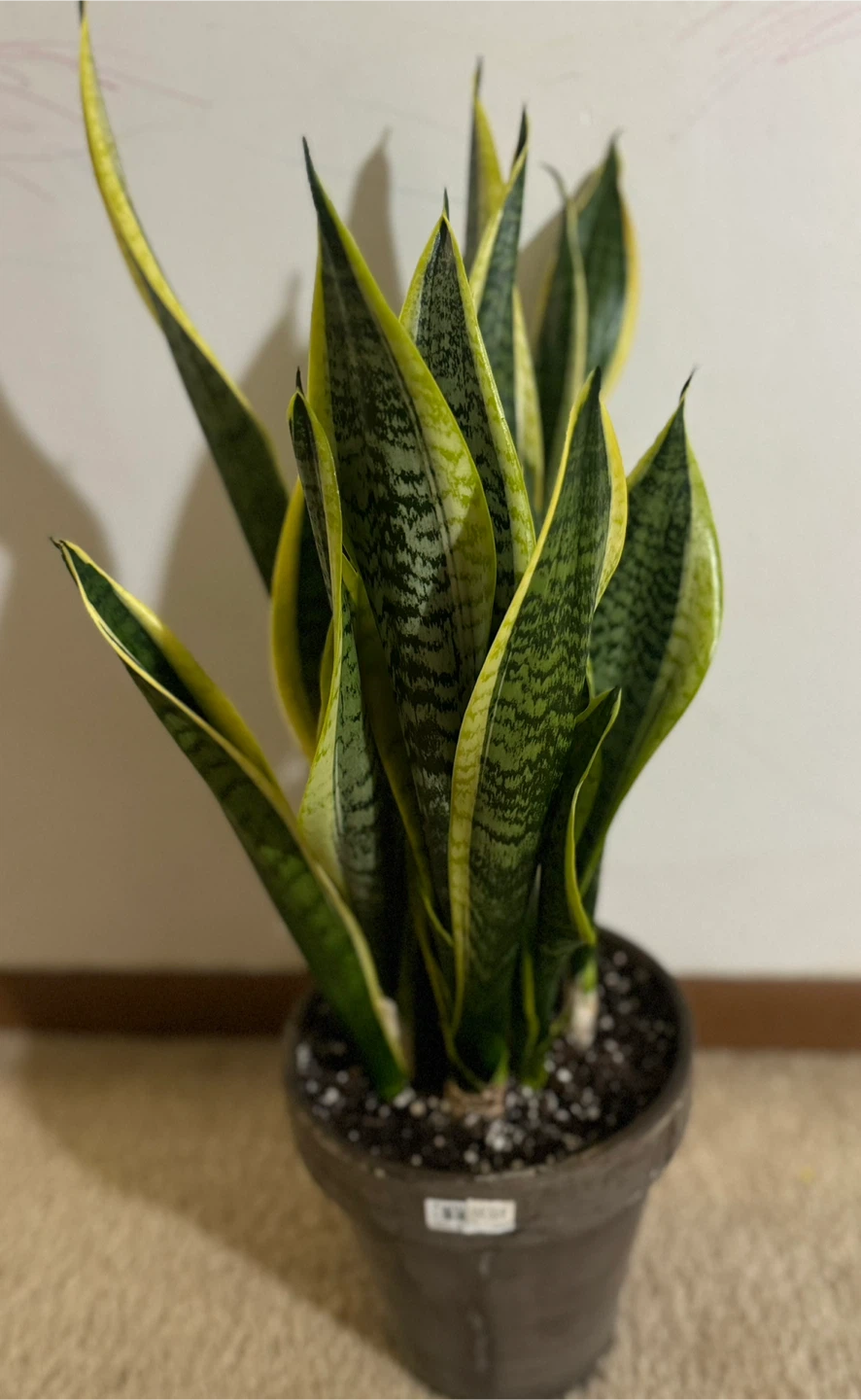 Sansevieria Trifasciata (Snake Plant) - photo 2