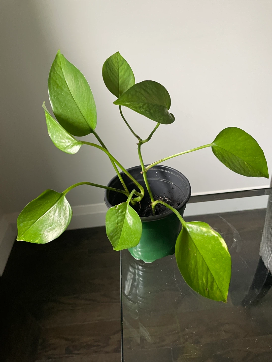 Golden Pothos Plant