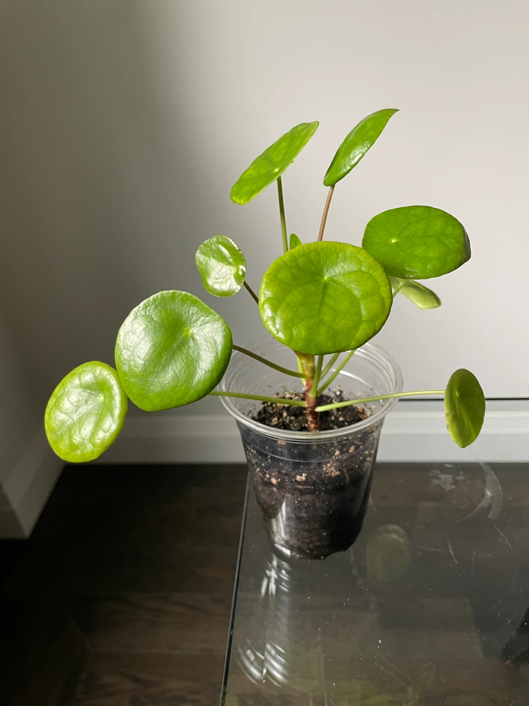 Chinese Money Plant (Pilea Peperomioides)