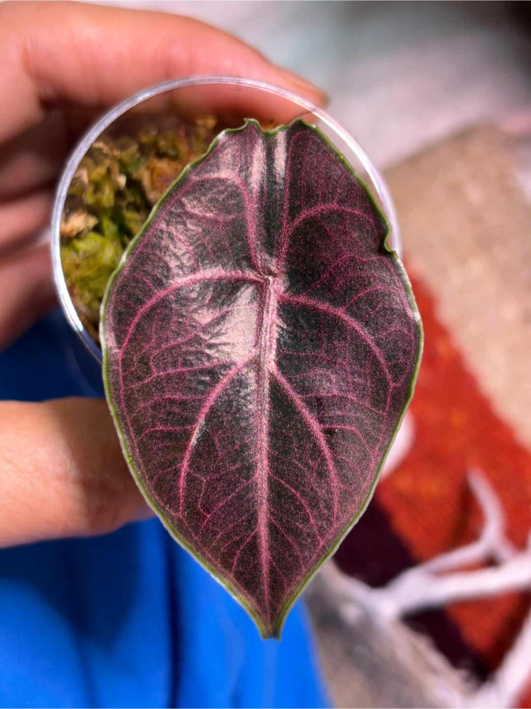 Alocasia Azlanii