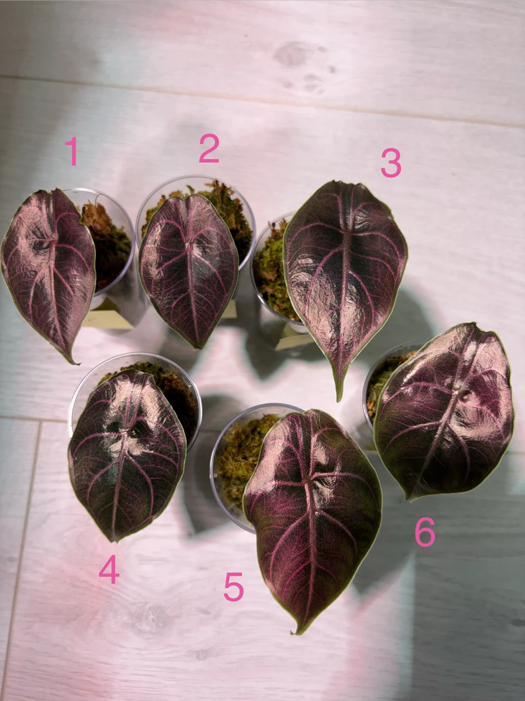 Alocasia Azlanii - photo 3