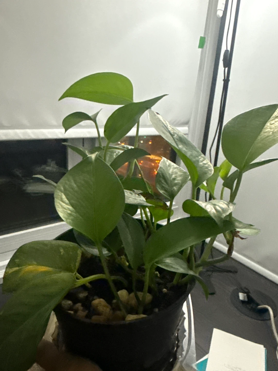 Pothos Plant in Black Pot