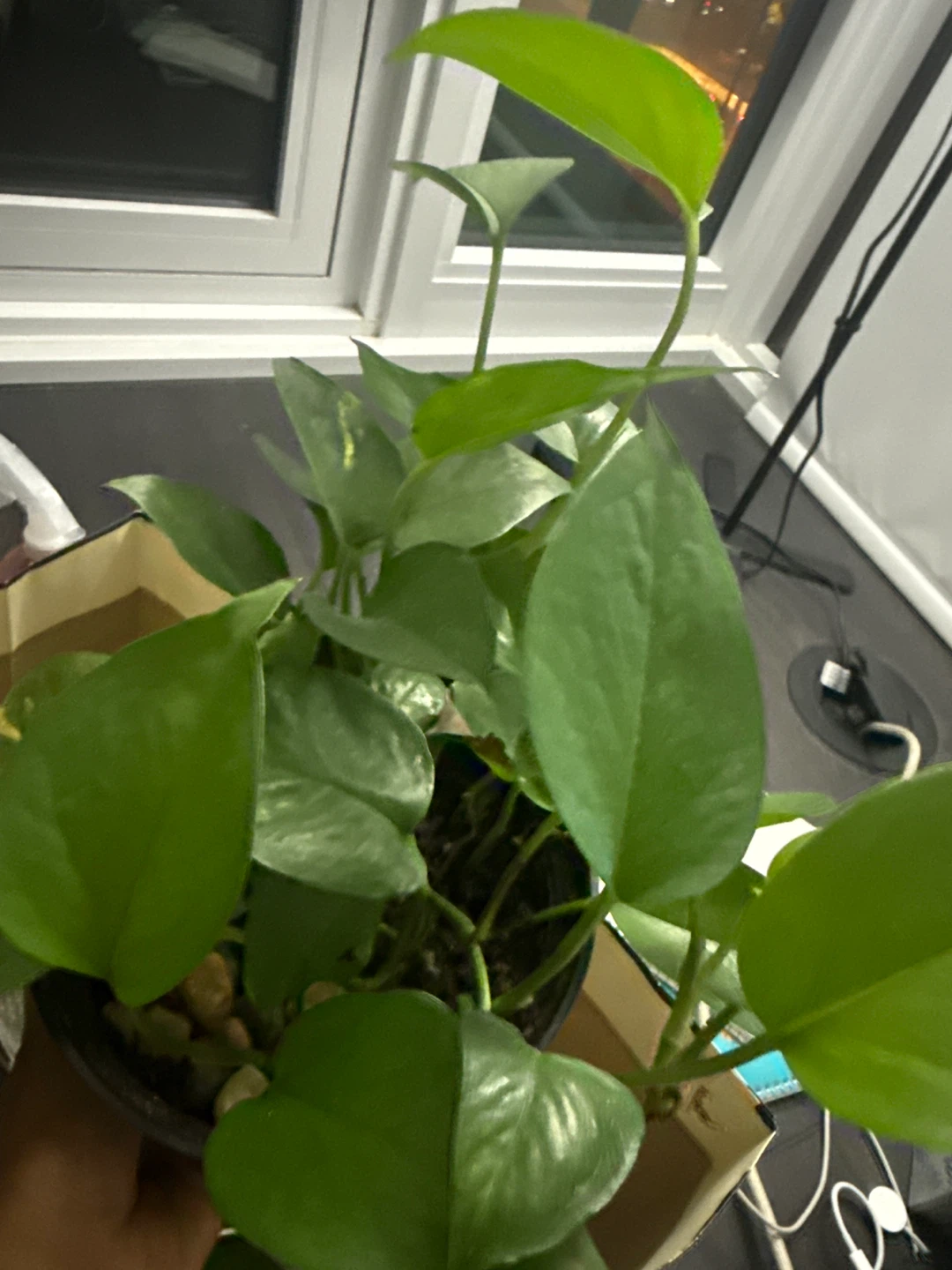 Pothos Plant in Black Pot - photo 2