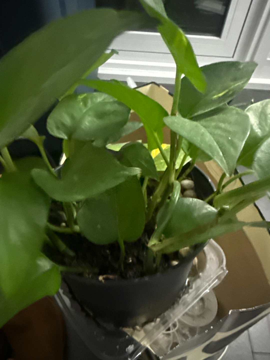 Pothos Plant in Black Pot - photo 3