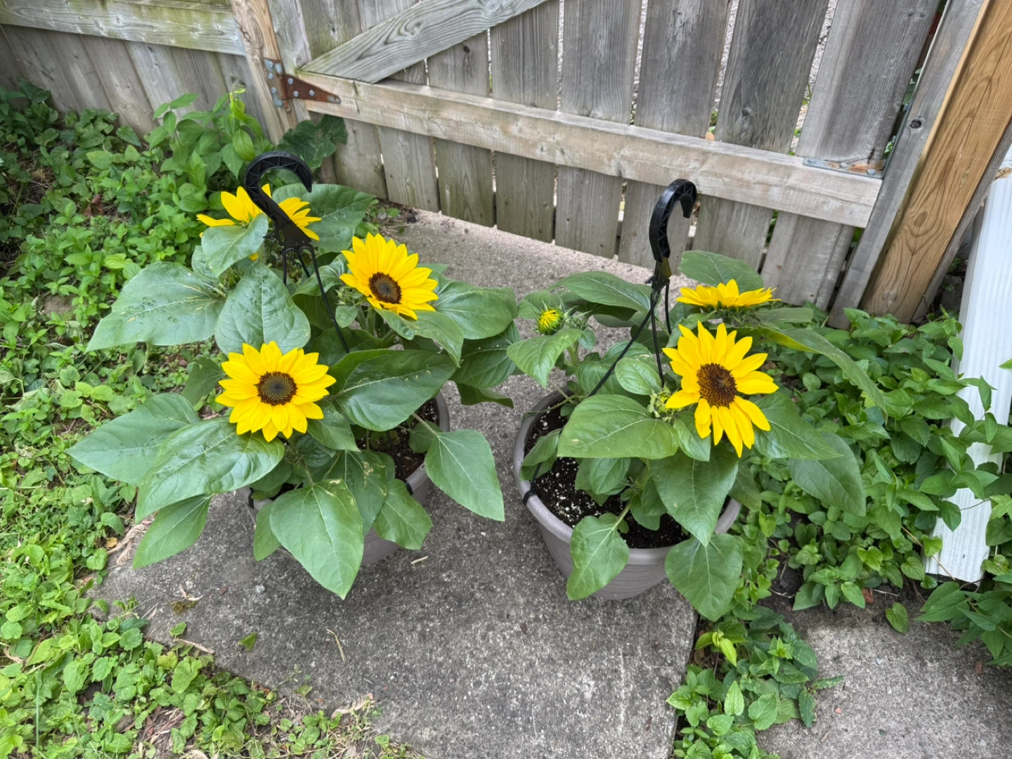 potted sunflowers