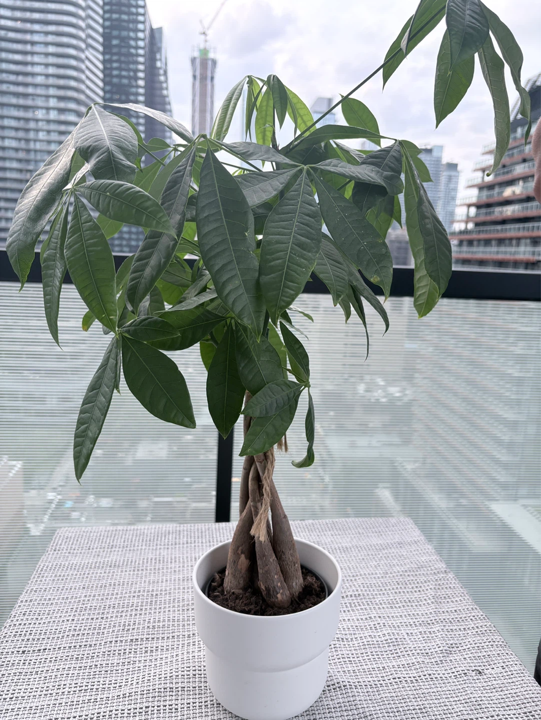 Money Tree Plant - photo 2