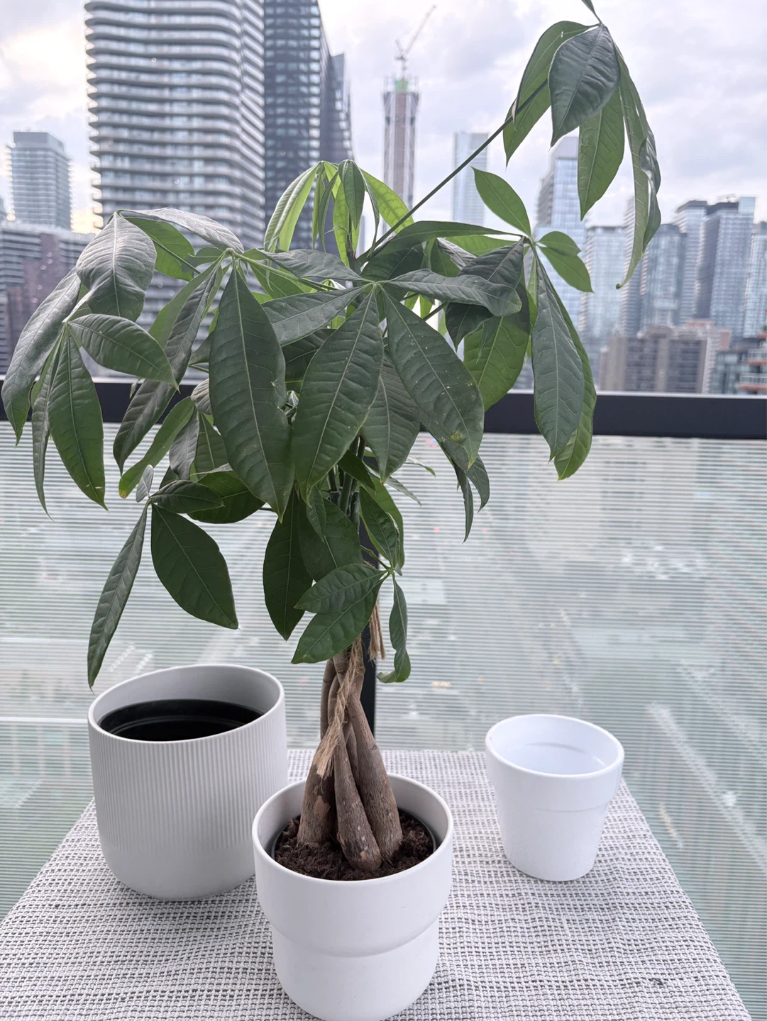 Money Tree Plant