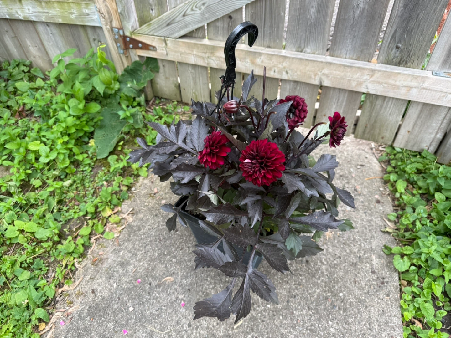 Hanging basket with dark red dahlias - photo 2