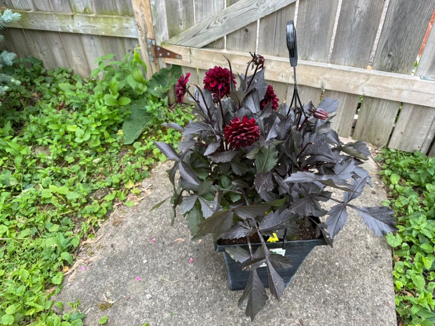 Hanging basket with dark red dahlias