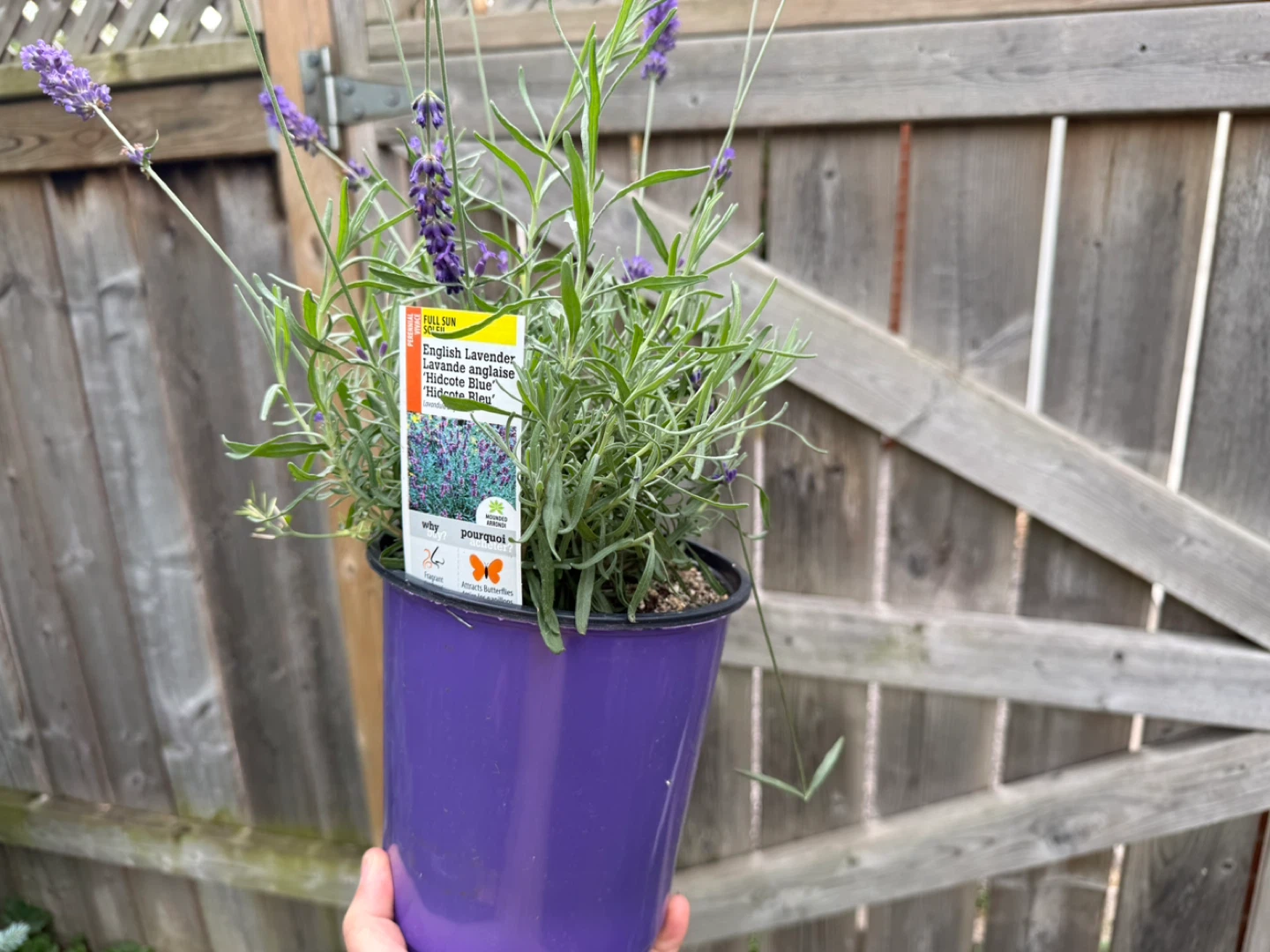 English Lavender 'Hidcote Blue' Plant