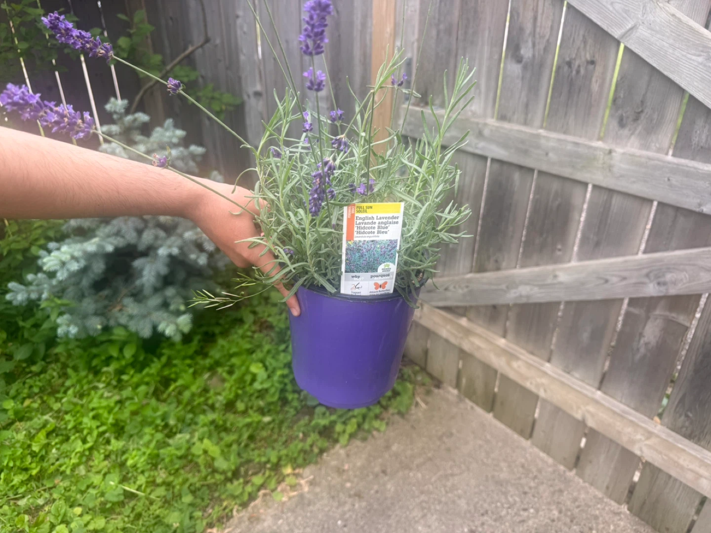 English Lavender 'Hidcote Blue' Plant - photo 2