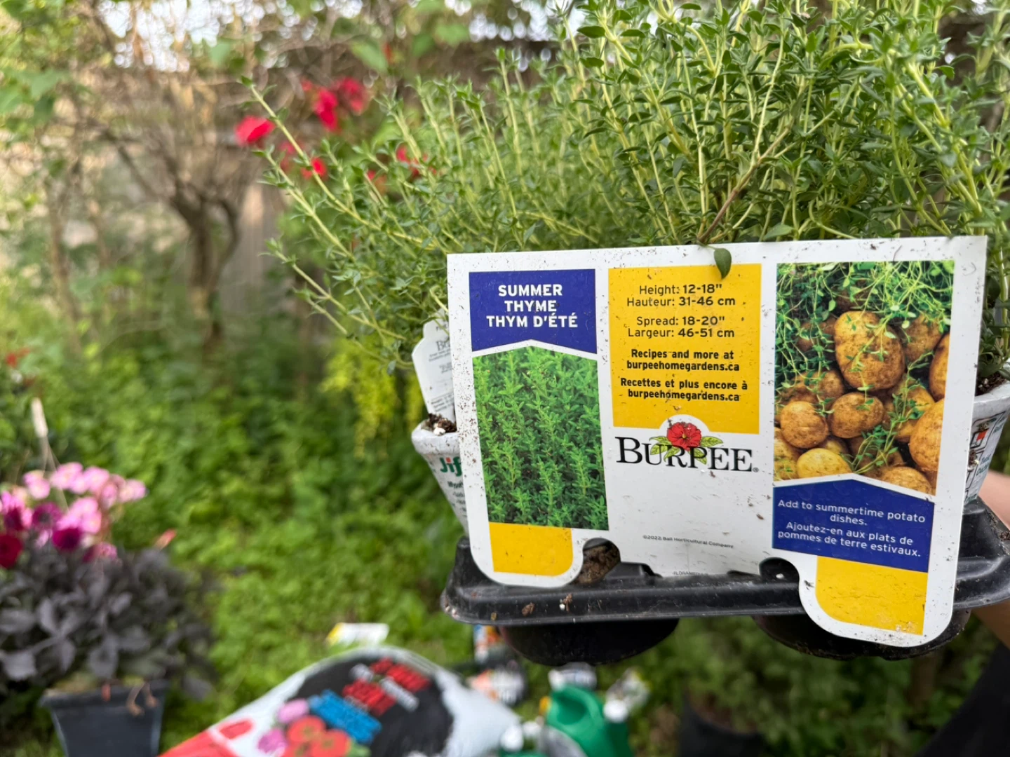 Burpee Summer Thyme Plant