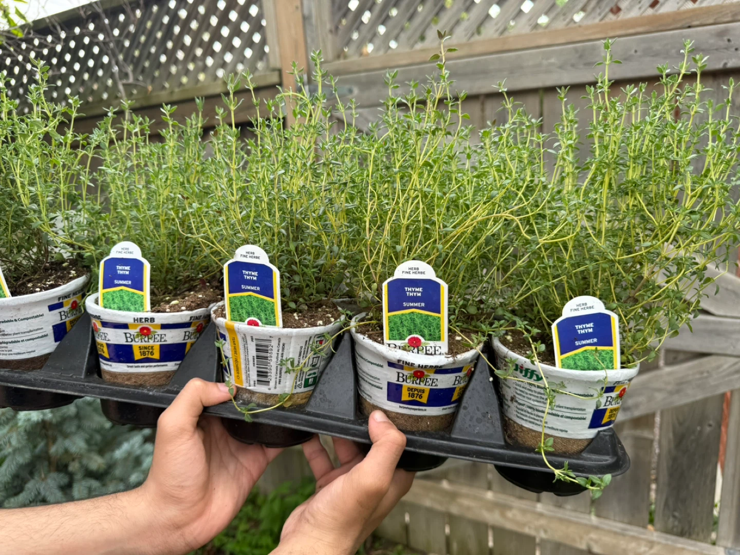 Burpee Summer Thyme Plant - photo 2