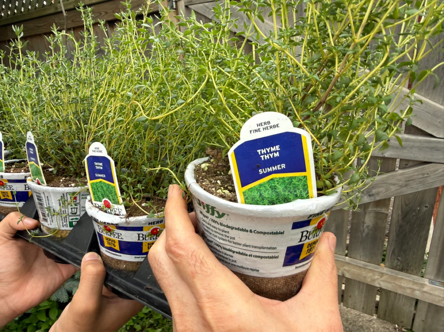 Burpee Summer Thyme Plant - photo 3