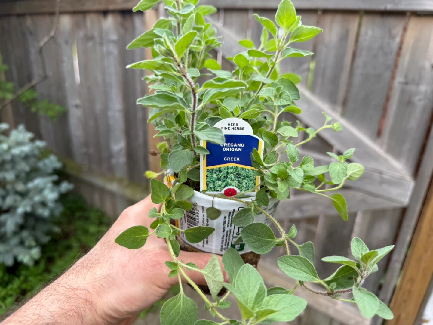 Burpee Greek Oregano plant - photo 3