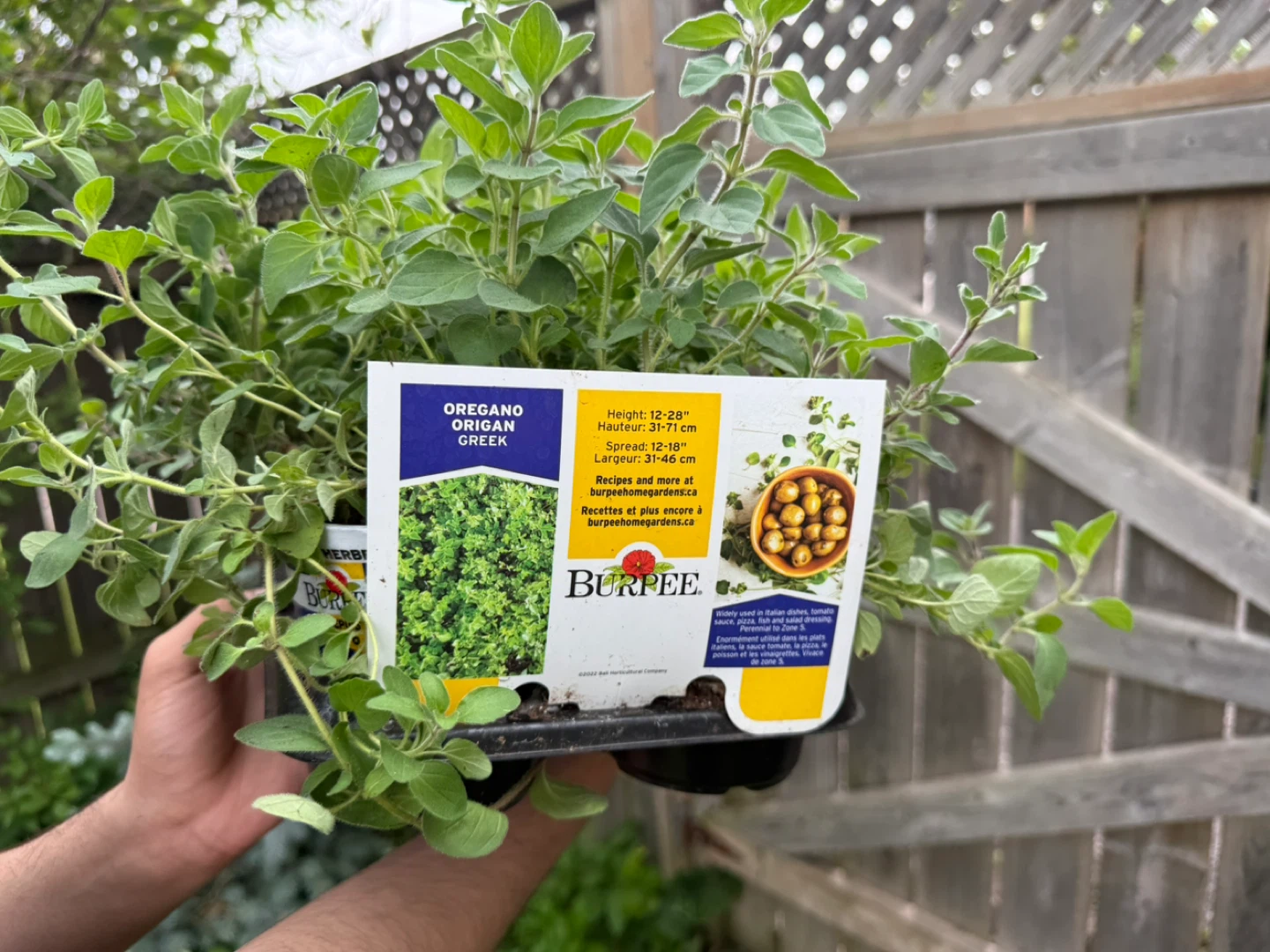 Burpee Greek Oregano plant