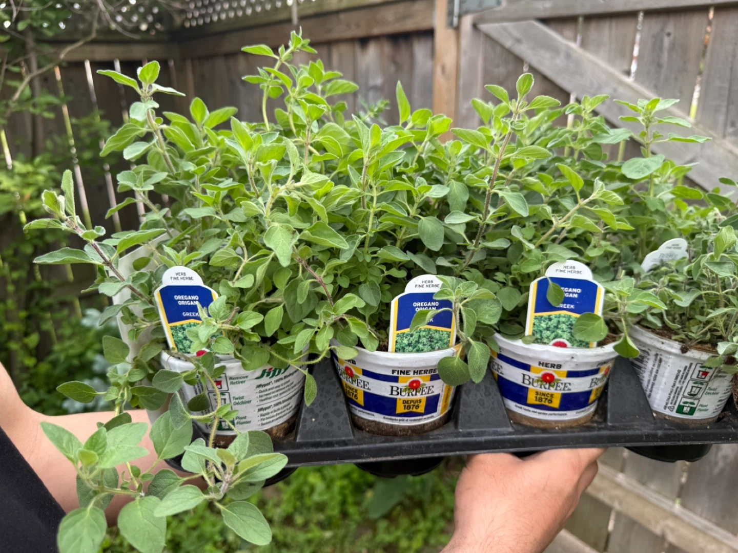 Burpee Greek Oregano plant - photo 2