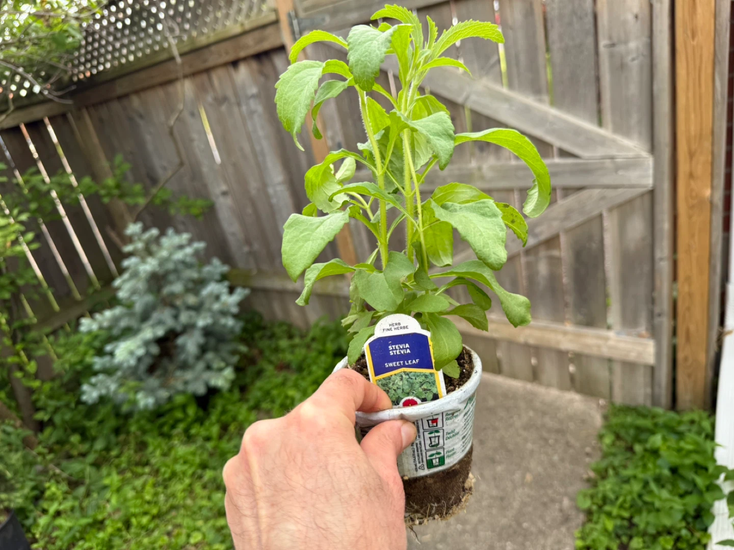 Burpee Stevia Sweet Leaf Plants - photo 3