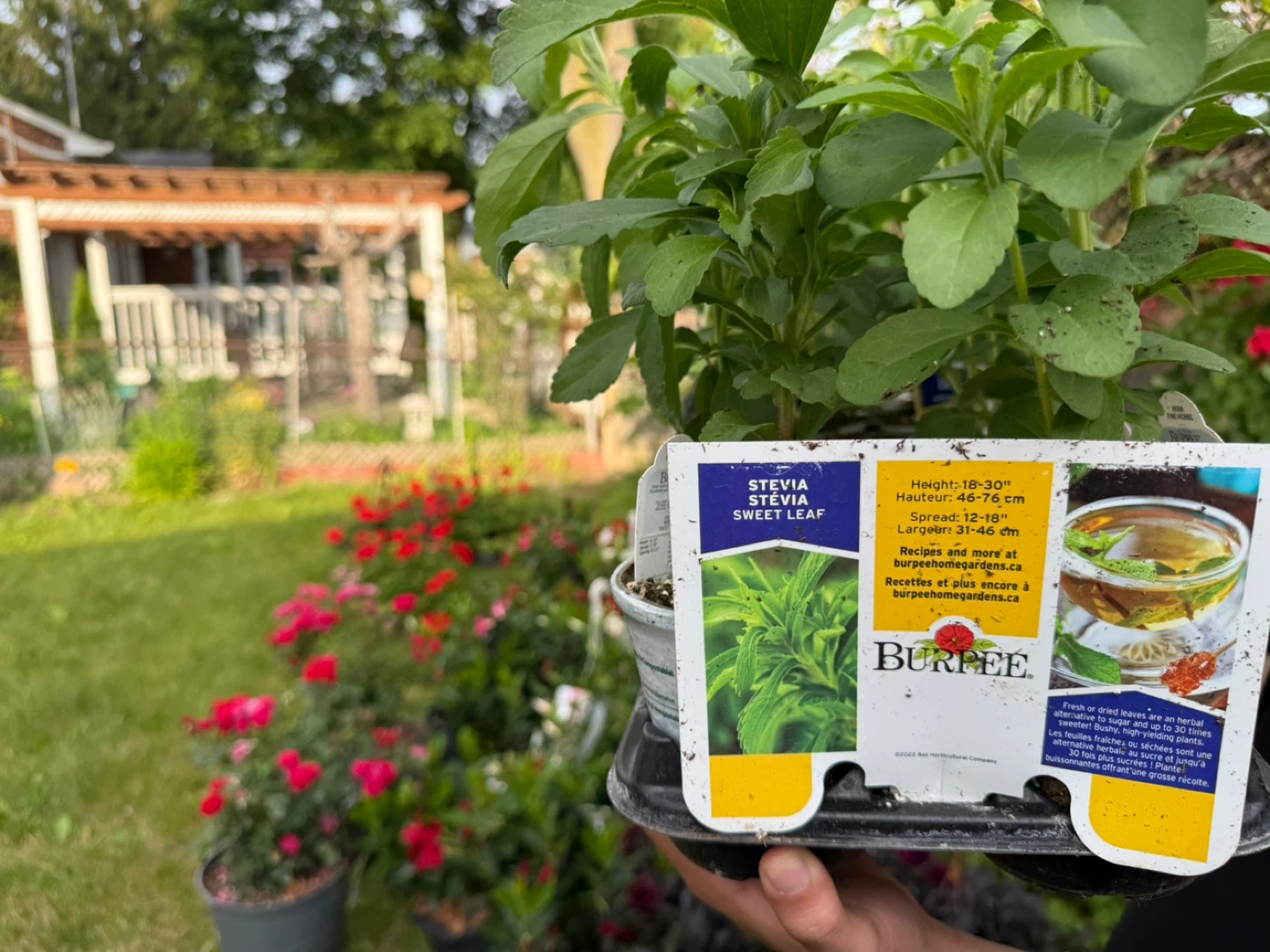 Burpee Stevia Sweet Leaf Plants