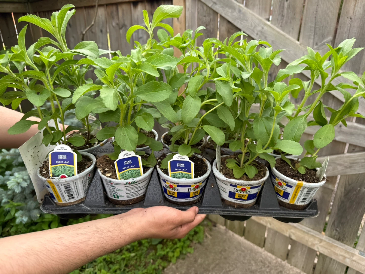 Burpee Stevia Sweet Leaf Plants - photo 2