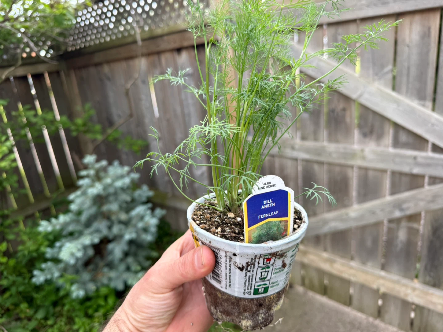 Burpee Dill Aneth Fernleaf Plants - photo 3