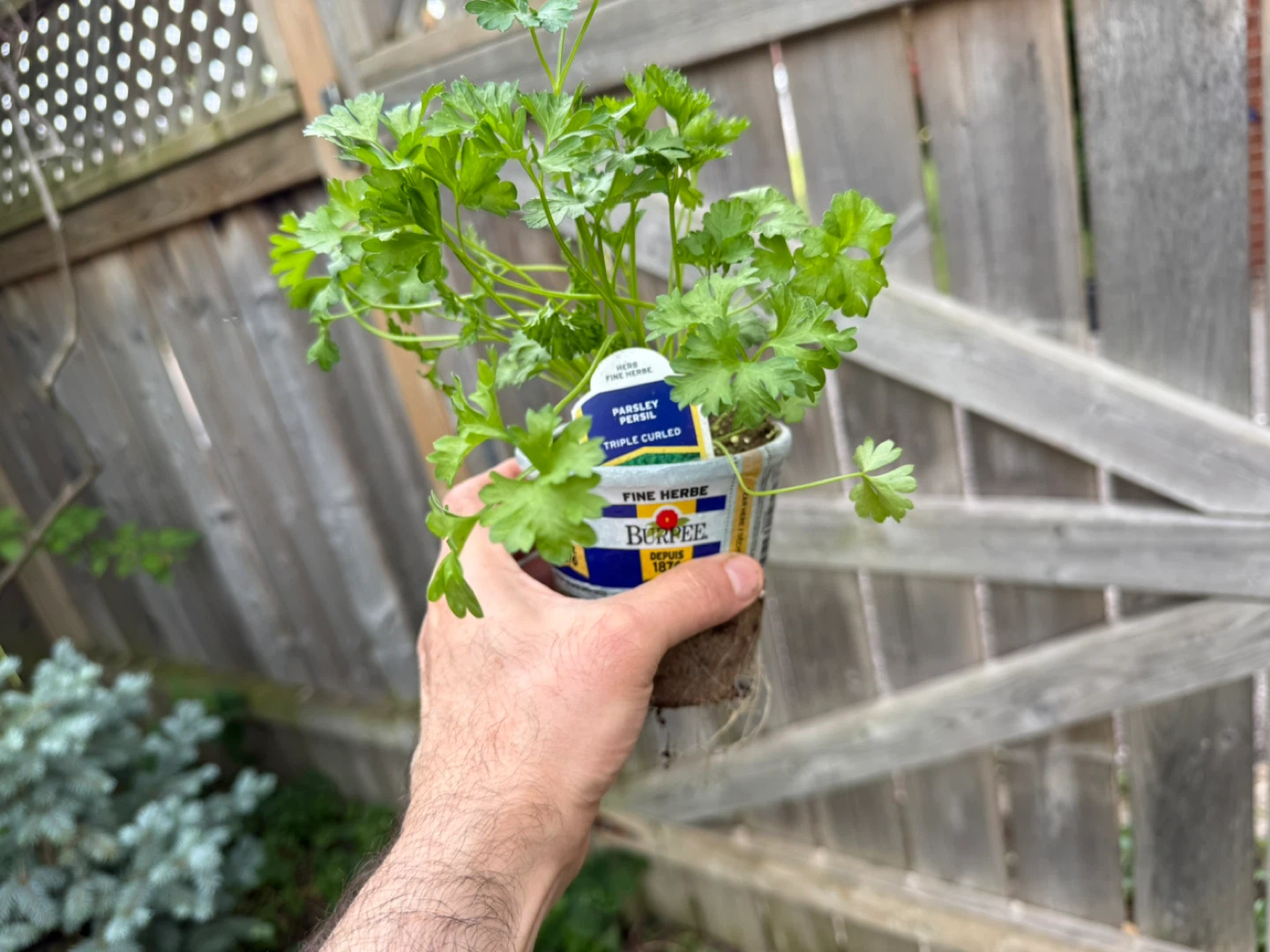 Burpee Triple Curled Parsley Herb Plants - photo 2