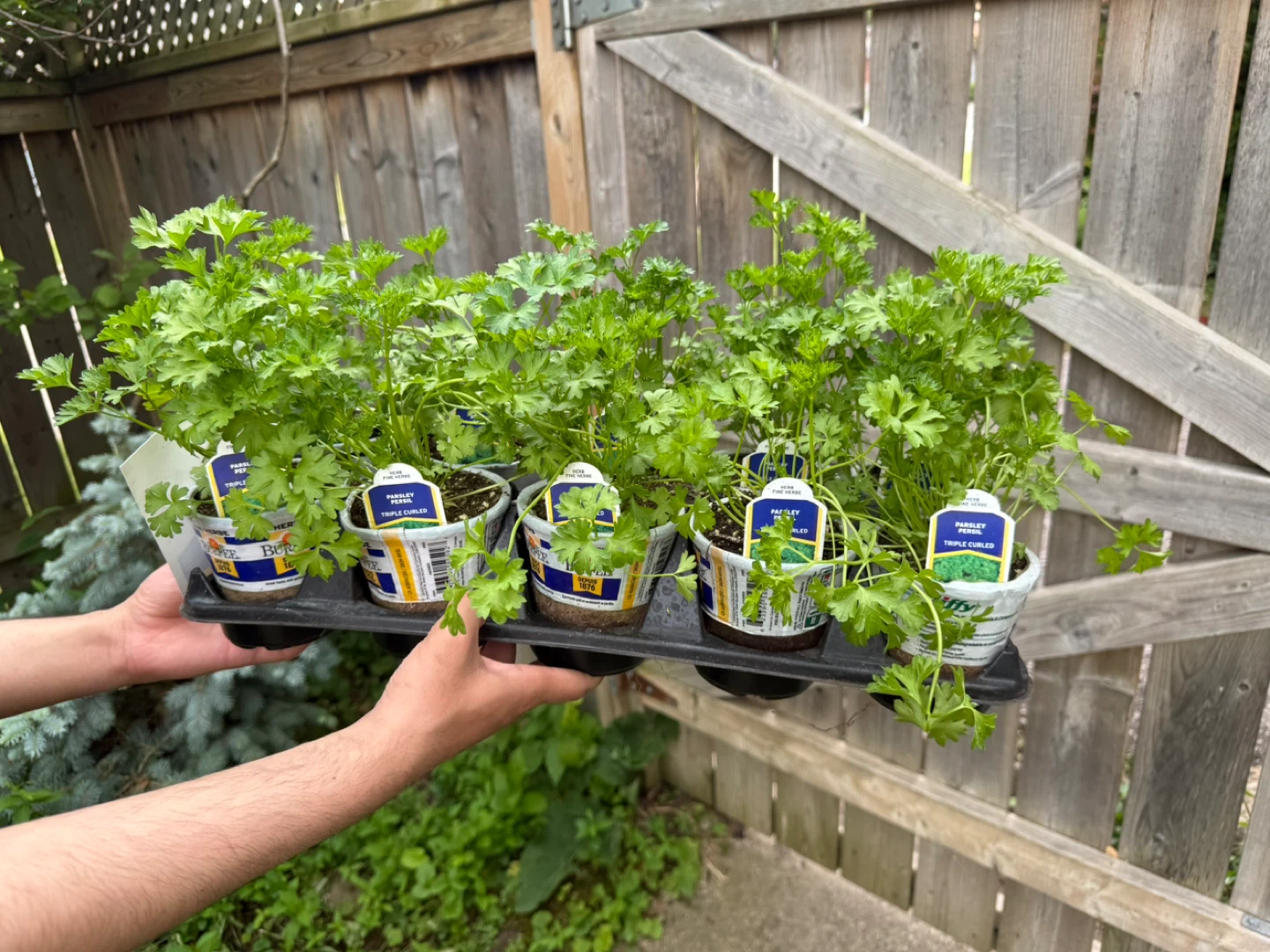 Burpee Triple Curled Parsley Herb Plants