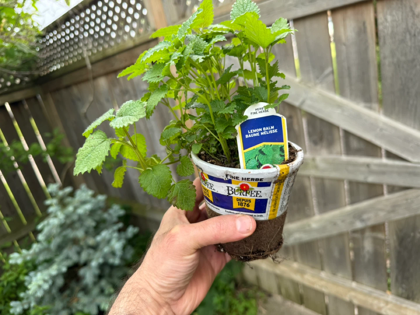 Burpee Lemon Balm Plants - photo 3