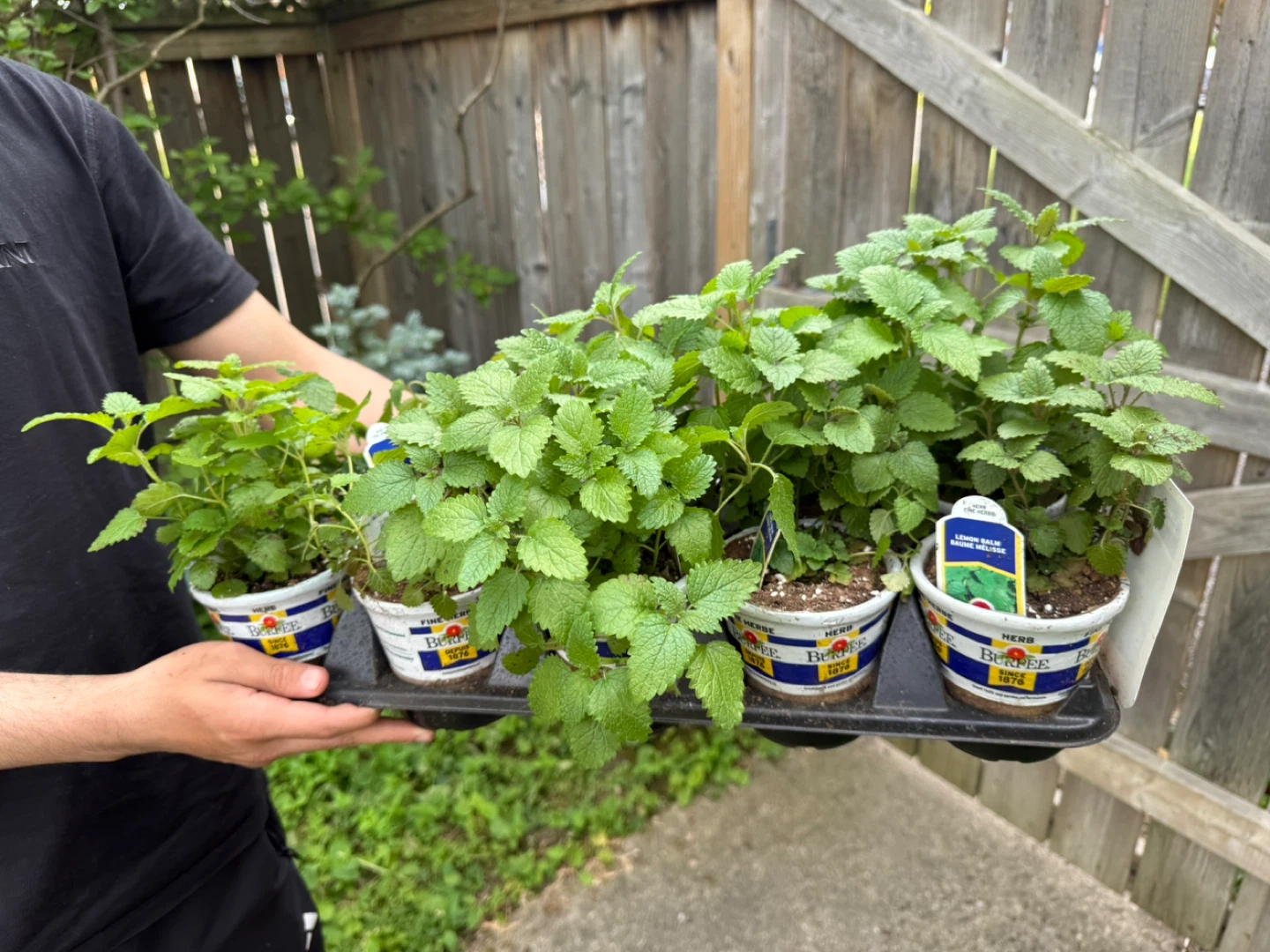 Burpee Lemon Balm Plants - photo 2