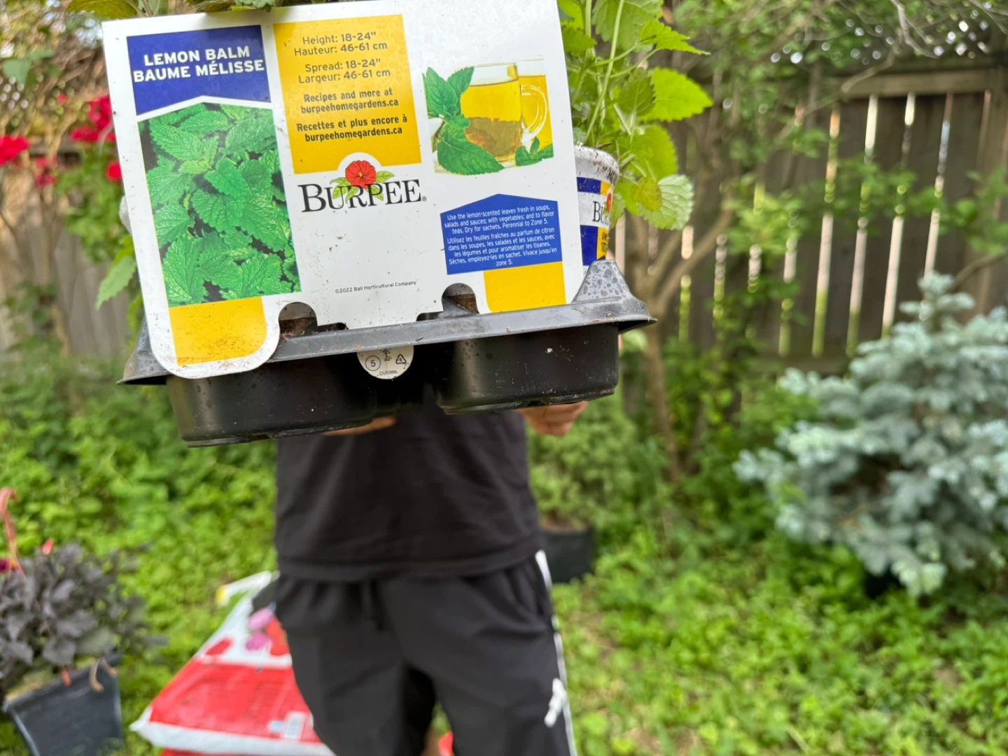 Burpee Lemon Balm Plants