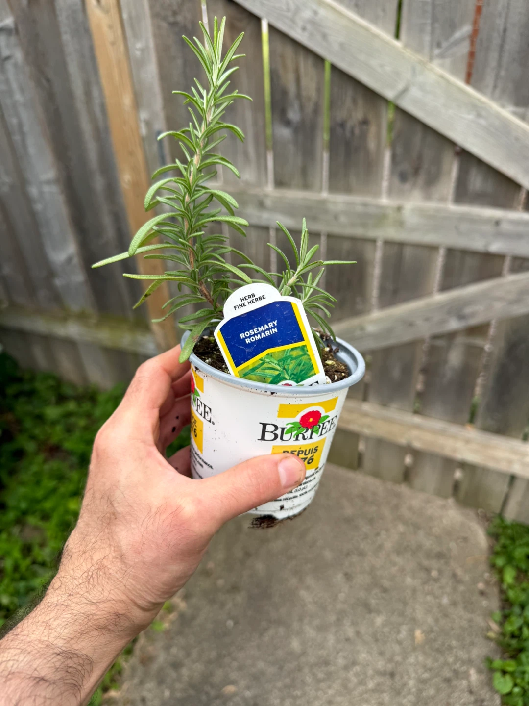 Burpee Rosemary Plant - photo 2