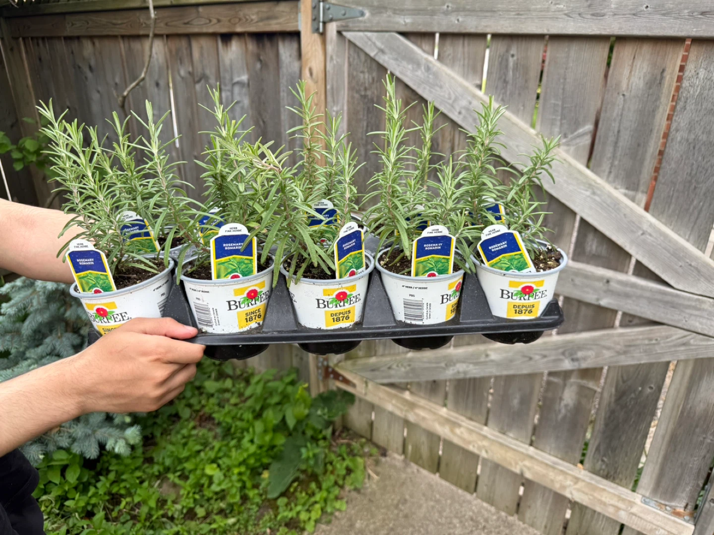 Burpee Rosemary Plant